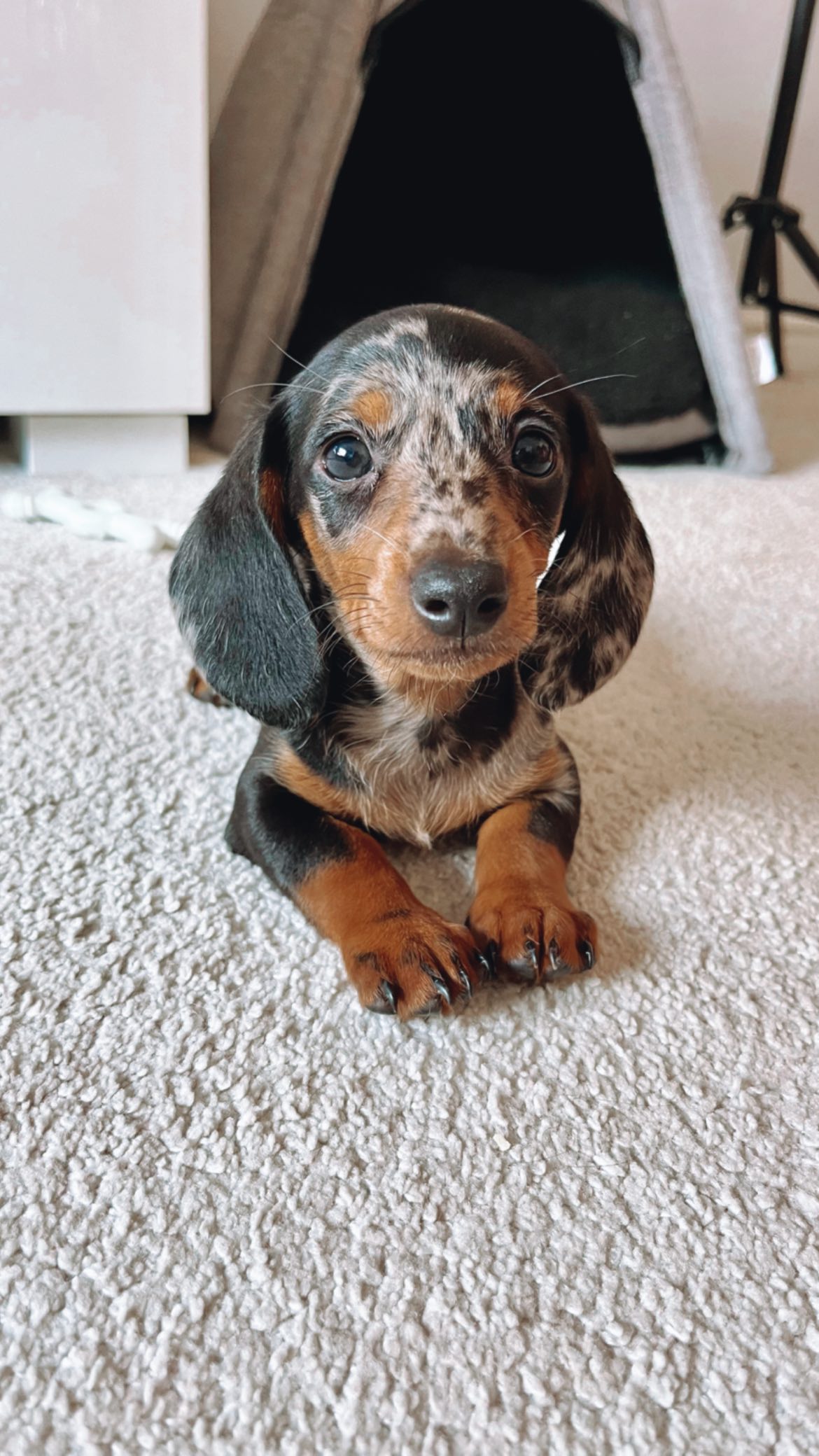Maxi pup bij Engel Pups